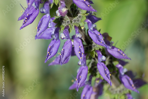 Leaves and many purple flowers of the plant known as boldo(Plectranthus barbatus Andrews)