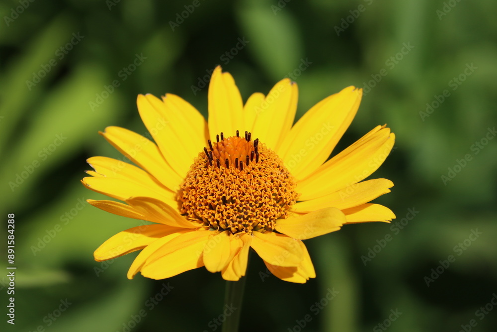 Sweden. Heliopsis helianthoides is a species of flowering plant in the family Asteraceae, known by the common names rough oxeye, smooth oxeye and false sunflower. Sweden. Heliopsis helianthoides is a species of flowering plant in the family Asteraceae, known by the common names rough oxeye, smooth oxeye and false sunflower.