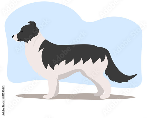 Vector illustration of a Border Collie