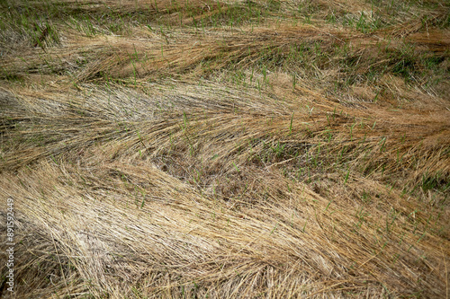 Hay, mowed and dry in the form of a pattern. Grass harvesting time