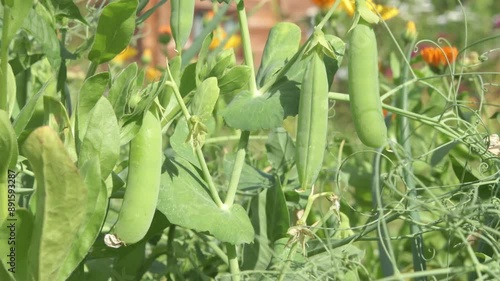 green peas growth at garden bed. sunny day. close up