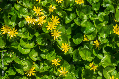 yellow flowers Caltha palustris, known as marsh-marigold and kingcup. Hand tearing drug plant to treat burns and wounds. photo