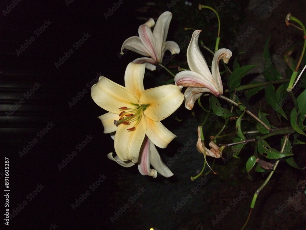 Fototapeta premium white and lily