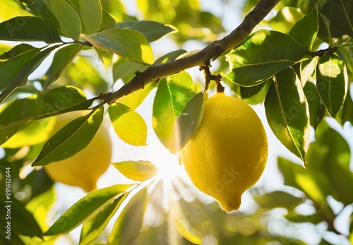 Discover the vibrant zest of lemons straight from the tree. Each lemon is handpicked to ensure the freshest, most aromatic citrus flavor. Perfect for adding a tangy twist to your recipes, drinks, or s photo