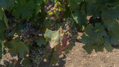 carignano cannonau and vermentino grapes ready for harvest photo