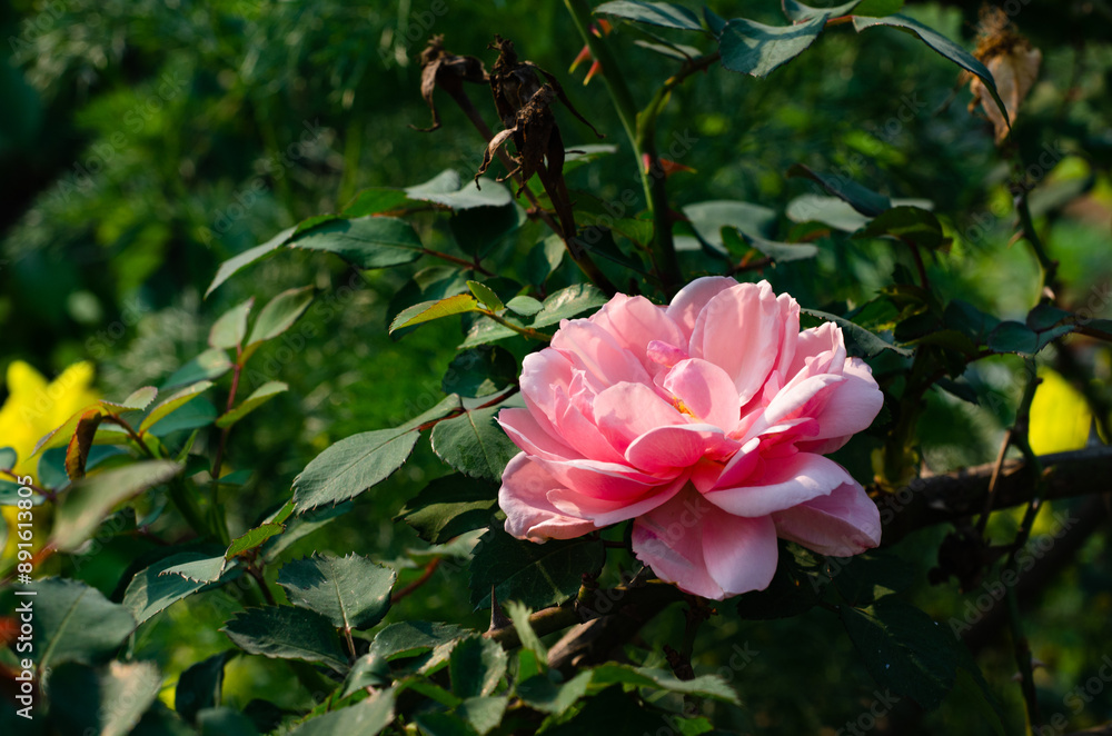 Beautiful pink roses in the botanical garden Beautiful pink roses in the botanical garden