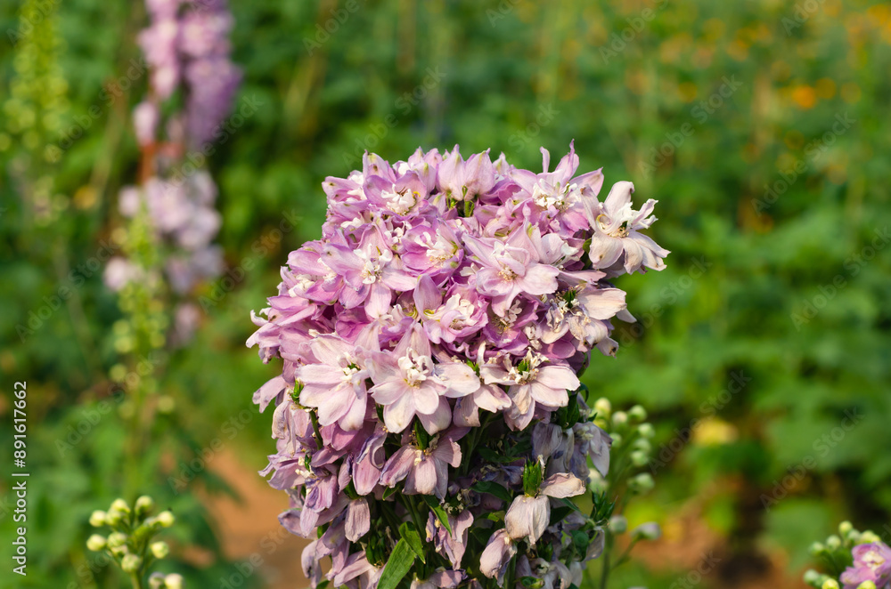 Beautiful flowers blooming in the garden on a sunny day Beautiful flowers blooming in the garden on a sunny day