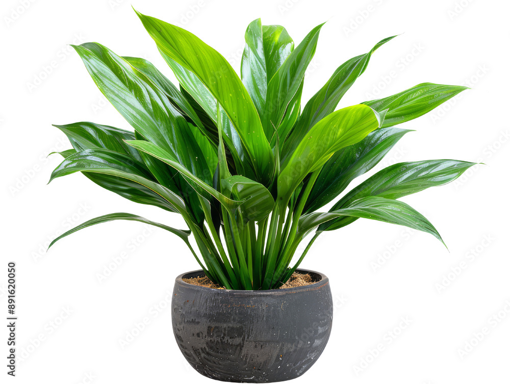 A lush green houseplant Cast Iron Plant Aspidistra elatior with long, narrow leaves in a black pot. The plant is isolated on a white background. A lush green houseplant Cast Iron Plant Aspidistra elatior with long, narrow leaves in a black pot. The plant is isolated on a white background.