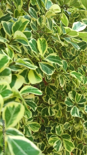 Mistletoe Fig, Mistletoe Rubber Plant is an evergreen large shrub or small tree with a spreading and rounded growth habit in SE Asia. indoor houseplant pan footage nature from Bangkok Thailand 