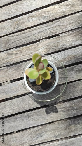 Top view of succulent plant on wooden plank - Zoom in footage mini houseplant interior 