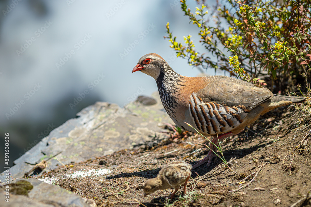 Quail bird on the mountains of Madeira island, wildlife photography Quail bird on the mountains of Madeira island, wildlife photography