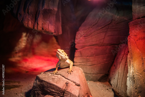 A bearded dragon is seen perching on a rock in its natural reptile habitat, basking in the warmth of its surroundings