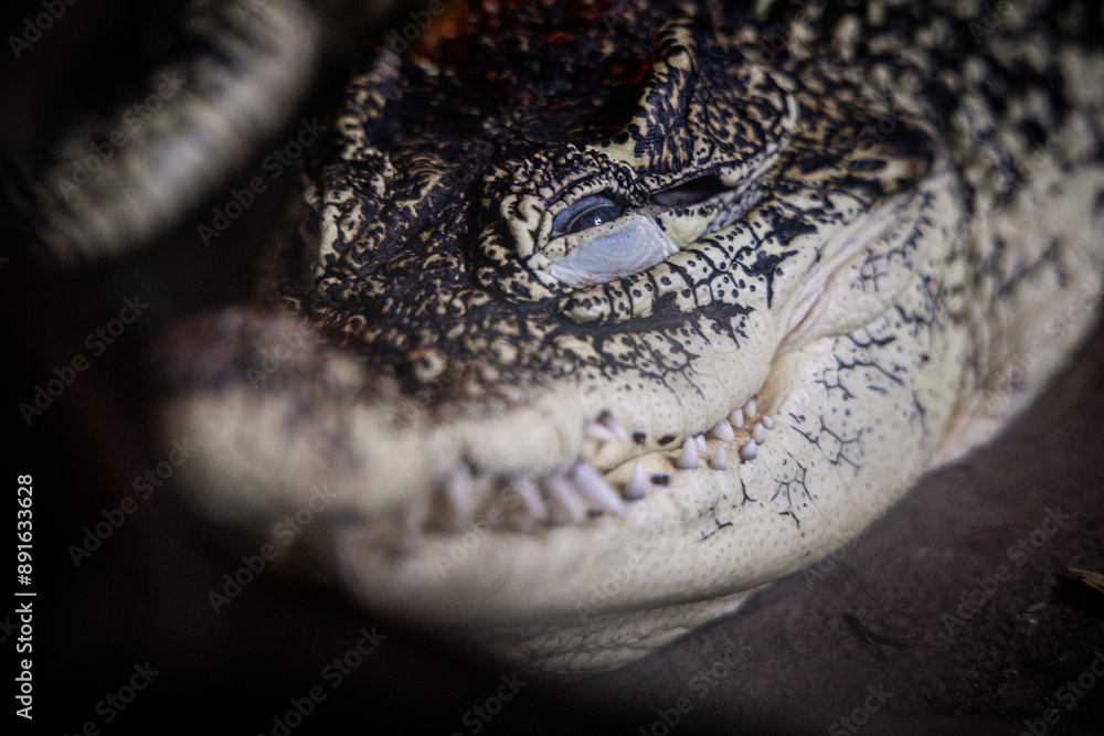 Fototapeta premium captures the fearsome face of a crocodile, with its menacing teeth and piercing eye staring directly at the camera