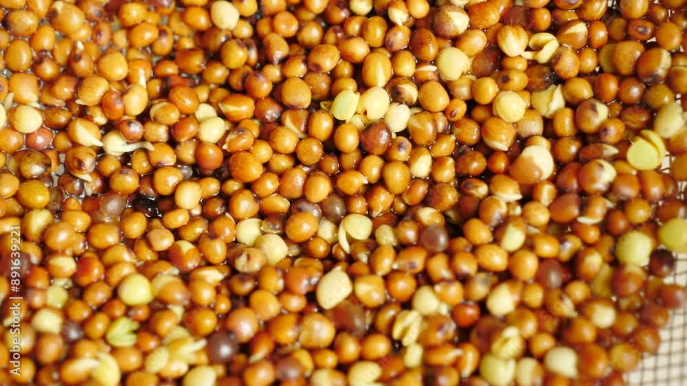 Germination radish sprouts. Seeds in sieve after rinsing. Healthy diet superfood and clean very nutritious eating concept.
Germination radish sprouts. Seeds in sieve after rinsing. Healthy diet superfood and clean very nutritious eating concept.