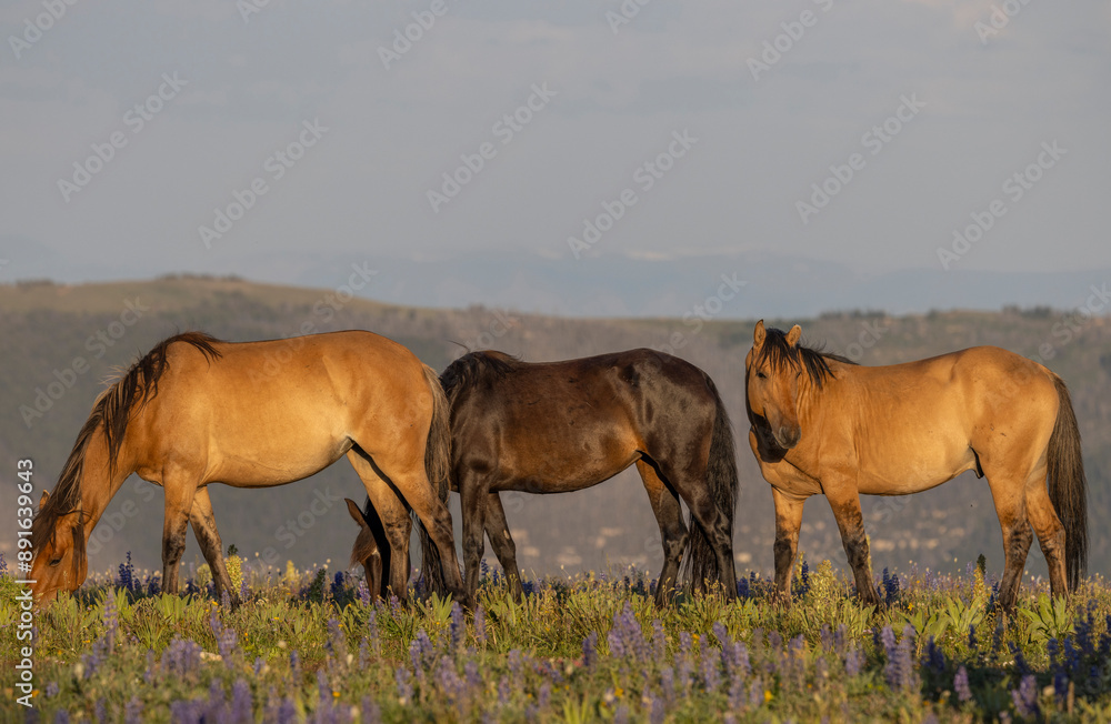 Wild Horses in Summer in the Pryor Mountains Montana Wild Horses in Summer in the Pryor Mountains Montana