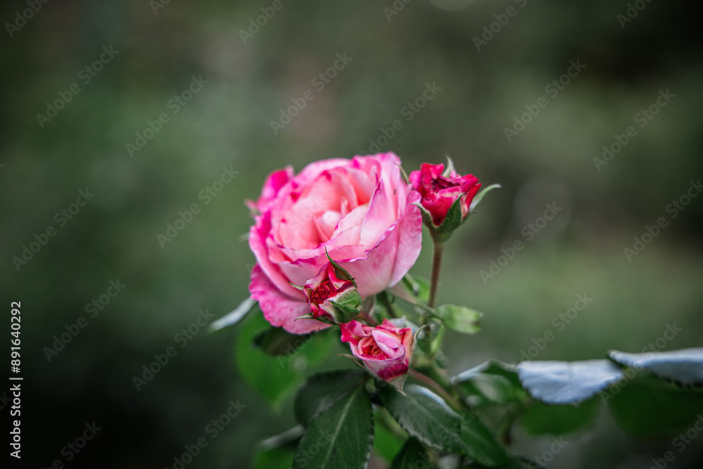 Pink rose in bloom against a green blurred Pink rose in bloom against a green blurred