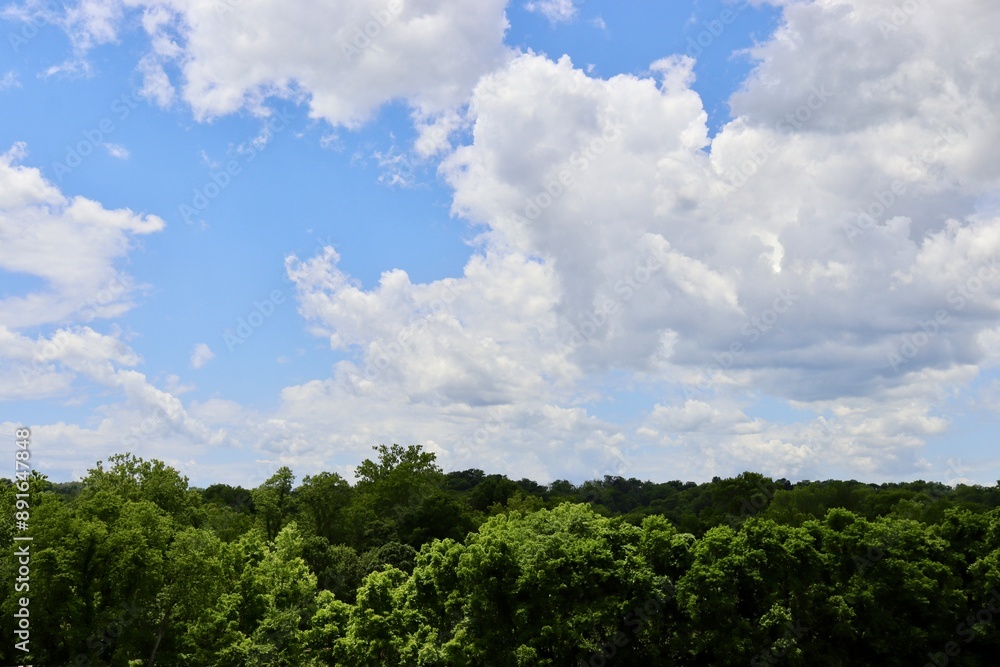 The white clouds over the tops of the forest trees. The white clouds over the tops of the forest trees.