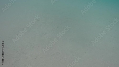 Underwater Fish Swimming in Clear Ocean in Labuan Bajo - Indonesia photo