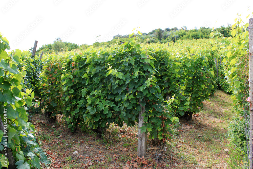 Thriving grapevines in neat rows on a sunny hillside in a picturesque vineyard, glistening leaves creating a stunning landscape, Tokaj, Hungary Thriving grapevines in neat rows on a sunny hillside in a picturesque vineyard, glistening leaves creating a stunning landscape, Tokaj, Hungary