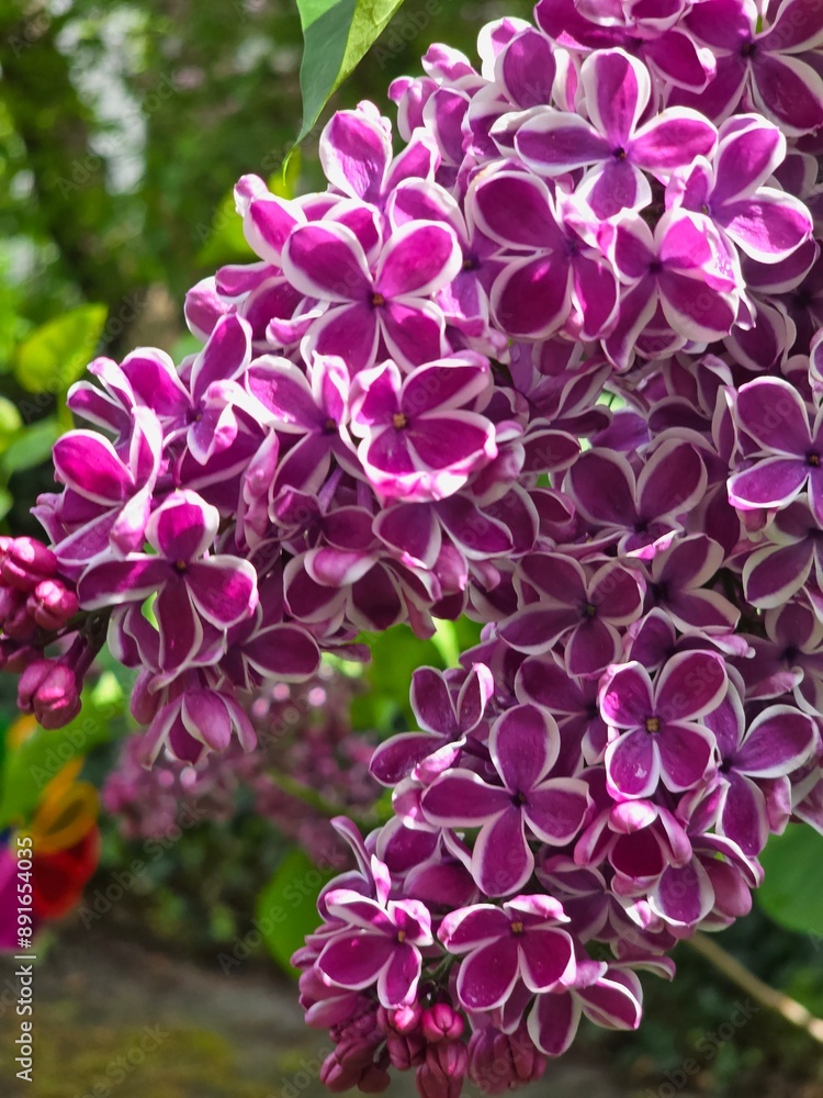 Two-color lilac Two-color lilac