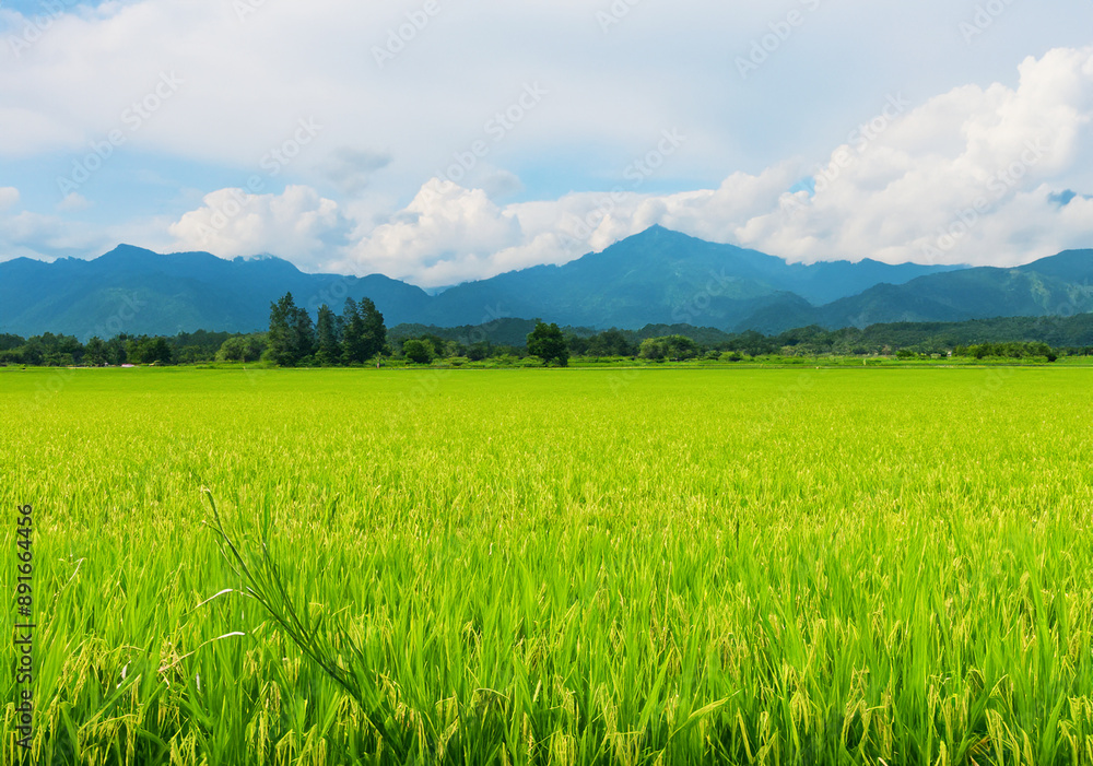 Rice plants in a paddy field: traditional farming. Rice plants in a paddy field: traditional farming.
