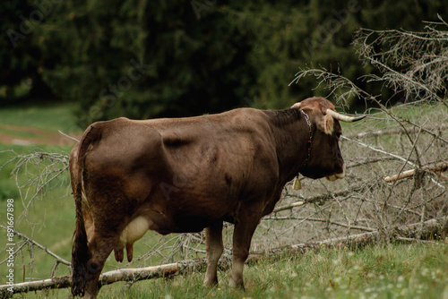 cow in a pasture