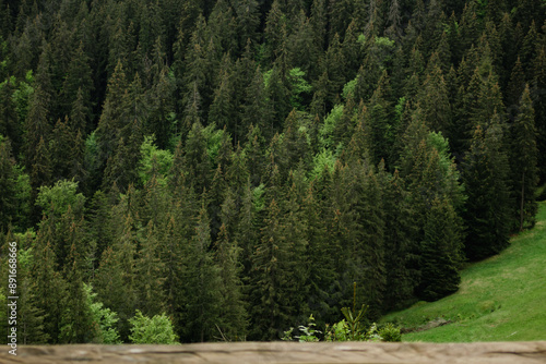 trees in the forest