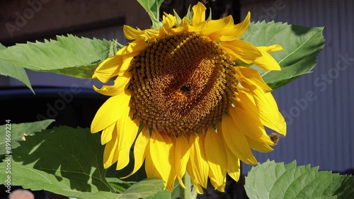 a bee flying on a  blossom of a freshly risen sunflower glowing in the sun