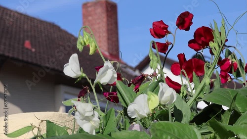 A violet carpenter bee collecting pollen and nectar on sweet pea flowers in a garden