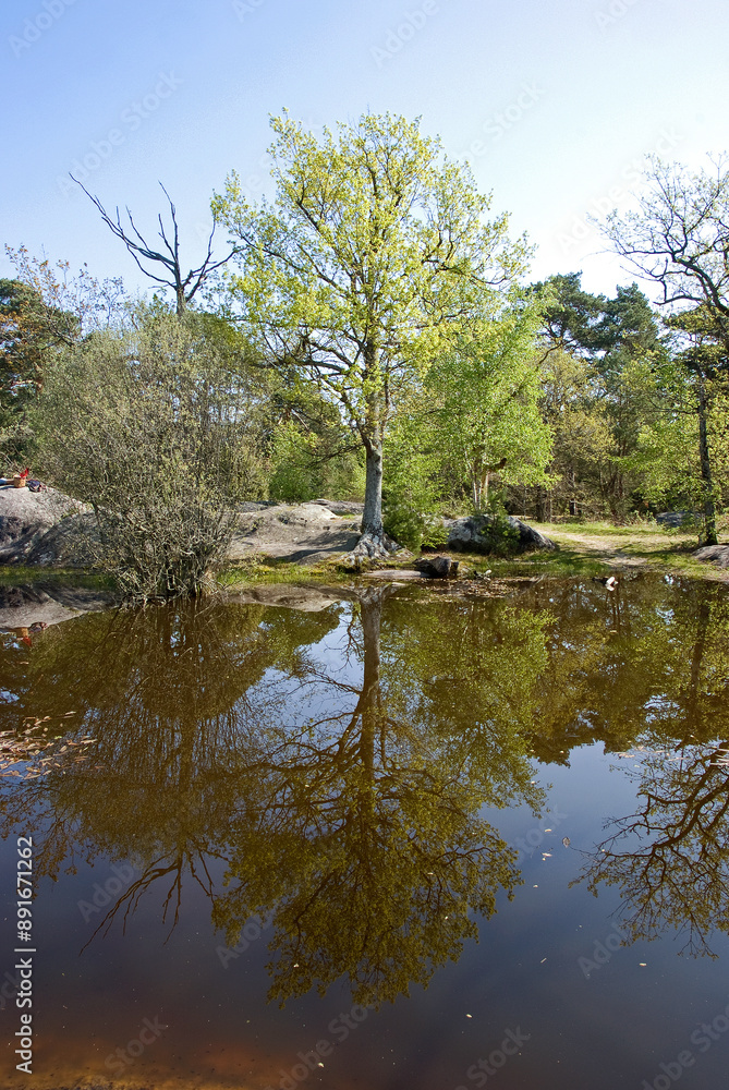 Mare, Betula pendula, Bouleau commun, Rochers, plaine de Franchard, Forêt de Fontainebleau, 77, Seine et Marne, France Mare, Betula pendula, Bouleau commun, Rochers, plaine de Franchard, Forêt de Fontainebleau, 77, Seine et Marne, France