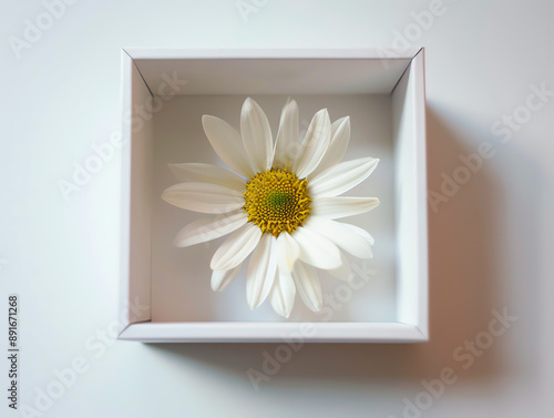 Minimalist daisy in white box, clean lines, soft shadows, modern style, high-key lighting photo