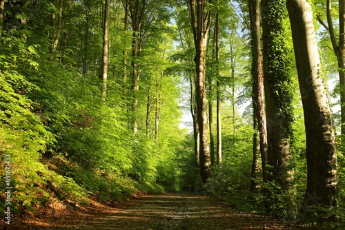 Trail through spring beech forest during sunrise, Poland