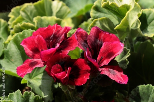 colorrful pretty flowers of geranium potted plant close up photo