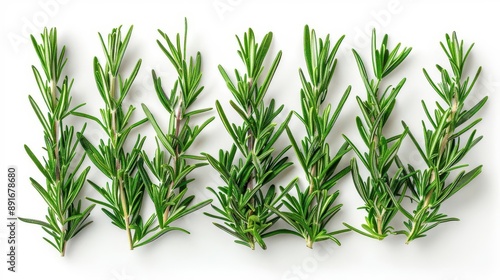 Fresh rosemary sprigs arranged neatly Isolated on a solid white background, PNG dicut style, object as model