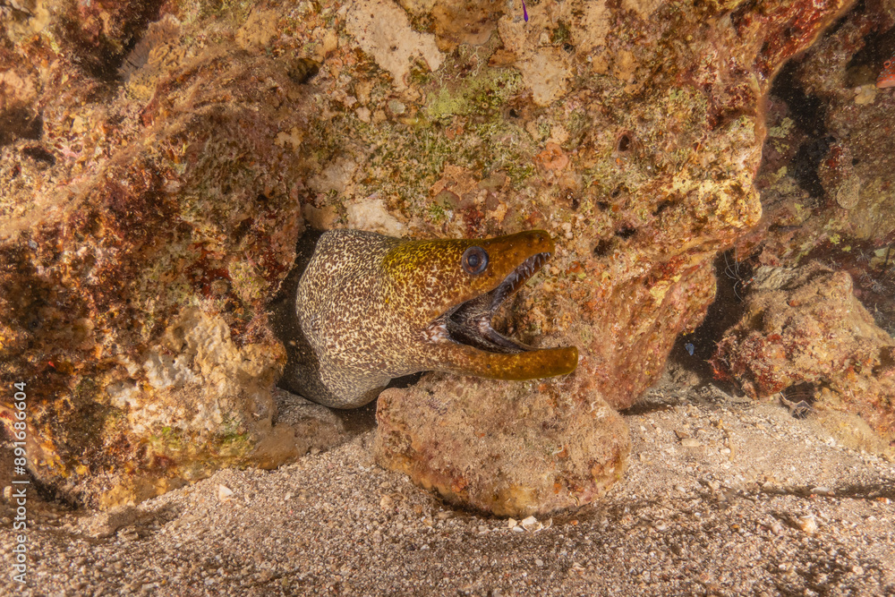 Moray eel Mooray lycodontis undulatus in the Red Sea, Eilat Israel
Moray eel Mooray lycodontis undulatus in the Red Sea, Eilat Israel