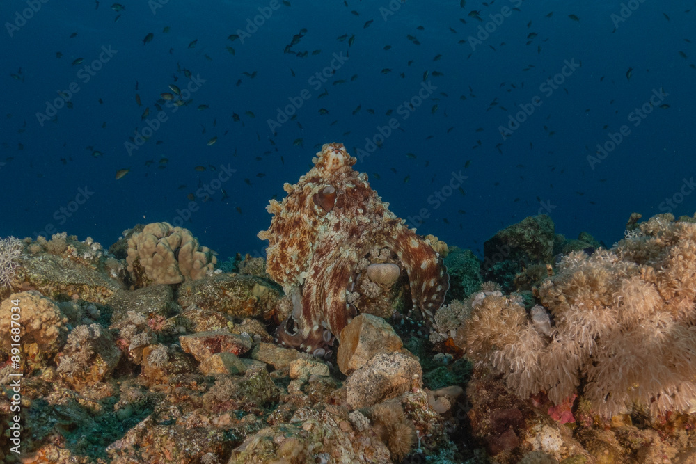 Fototapeta premium Octopus king of camouflage in the Red Sea, Eilat Israel 