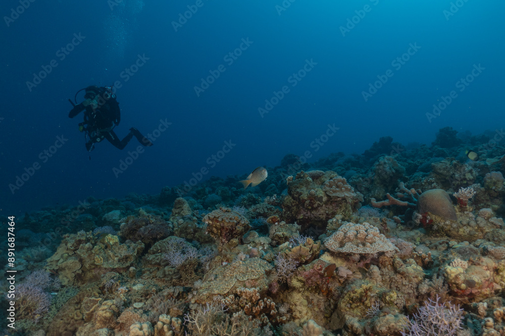 Coral reef and water plants in the Red Sea, Eilat Israel
Coral reef and water plants in the Red Sea, Eilat Israel
