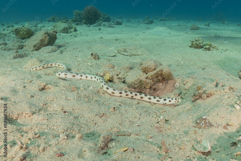 Tiger Snake Eel in the Red Sea Colorful and beautiful, Eilat Israel
Tiger Snake Eel in the Red Sea Colorful and beautiful, Eilat Israel