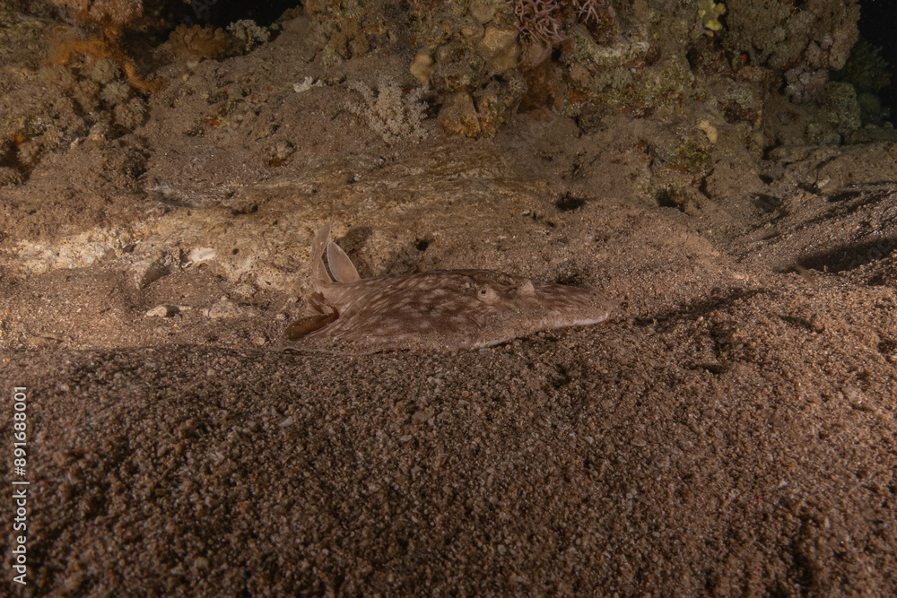 Fish swimming in the Red Sea, colorful fish, Eilat Israel
Fish swimming in the Red Sea, colorful fish, Eilat Israel