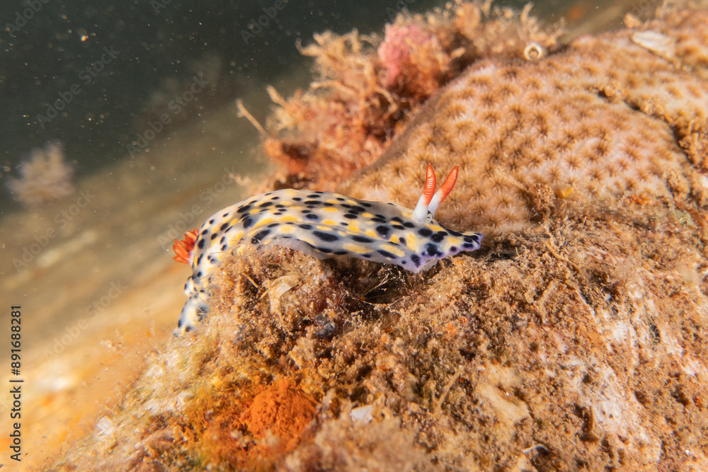 Sea Slug in the Red Sea Colorful and beautiful, Eilat Israel
Sea Slug in the Red Sea Colorful and beautiful, Eilat Israel