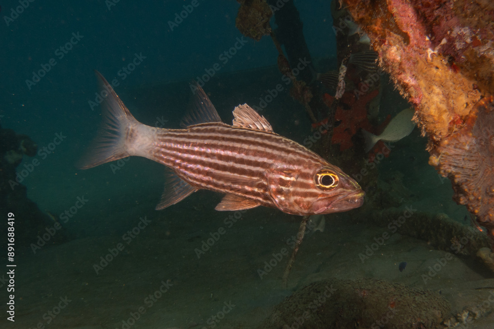 Fototapeta premium Fish swimming in the Red Sea, colorful fish, Eilat Israel 