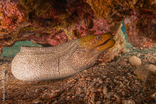 Moray eel Mooray lycodontis undulatus in the Red Sea, Eilat Israel
 photo