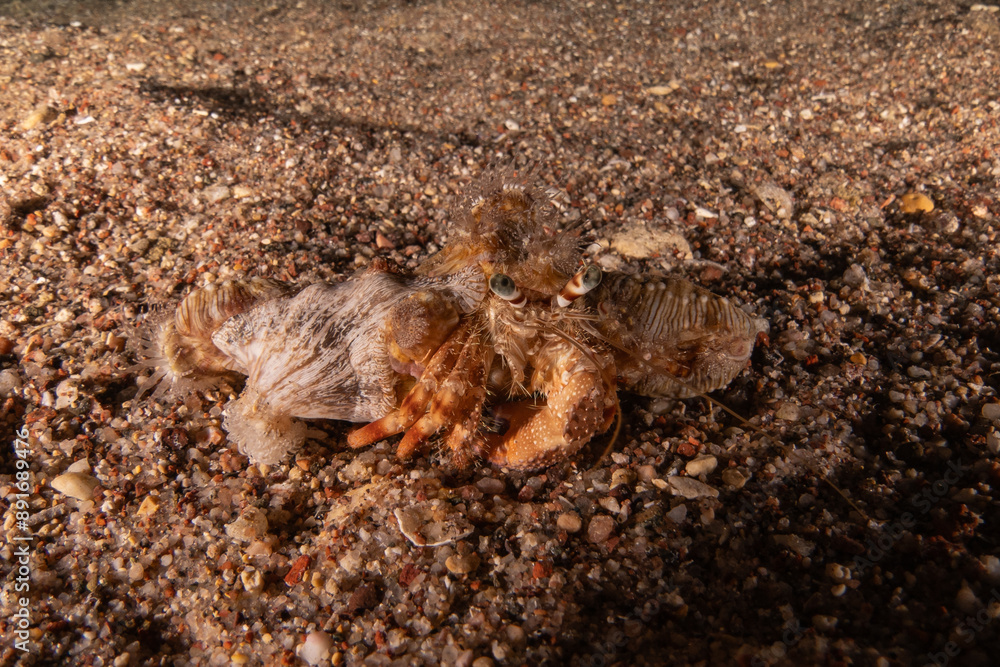 Hermit Crab in the Red Sea Colorful and beautiful, Eilat Israel Hermit Crab in the Red Sea Colorful and beautiful, Eilat Israel
