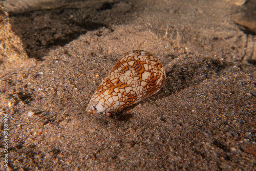 Conus textile On the seabed in the Red Sea, Eilat Israel