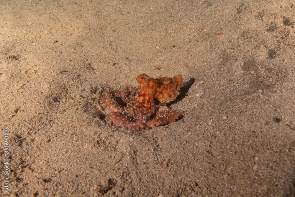 Octopus king of camouflage in the Red Sea, Eilat Israel 
