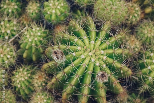 Variety of green cactus plants in pots. Cactus farming as a hobby concept. 