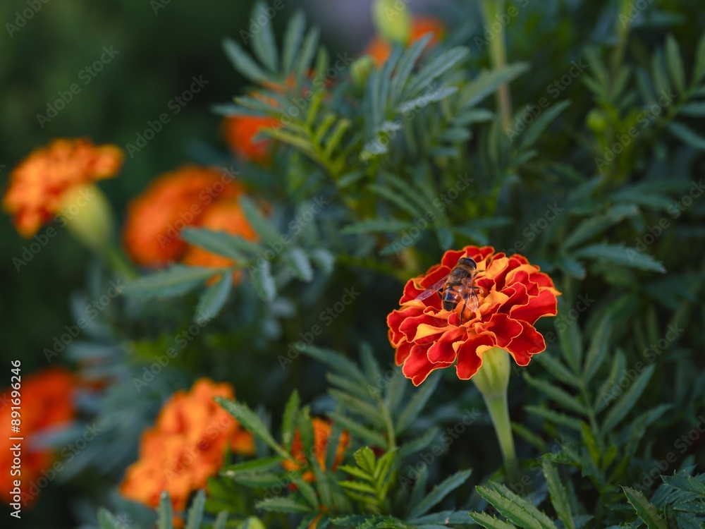Honey bee gathering pollen from an orange marigold (tagetes) flower. Honey bee gathering pollen from an orange marigold (tagetes) flower.