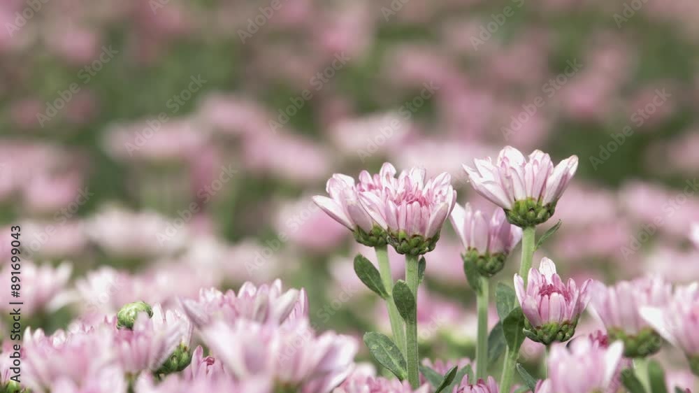 Close up of pink chrysanthemum field in garden with blurry flower branch foreground Close up of pink chrysanthemum field in garden with blurry flower branch foreground
