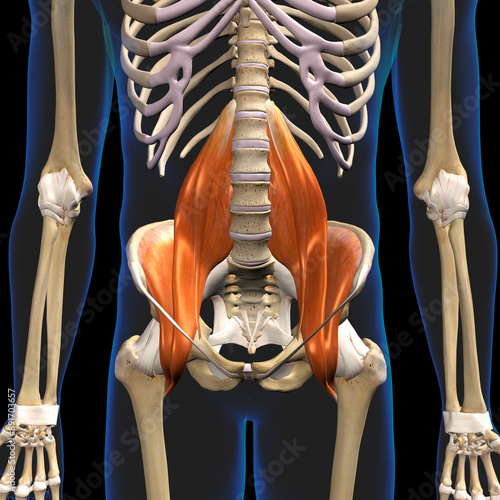 Iliopsoas Muscle Group in Isolation Front View of Pelvis, Hip and Thoracic Cavity Human Anatomy	