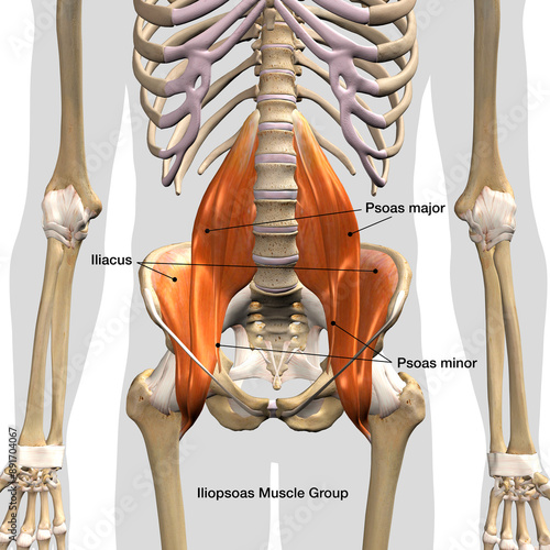 Iliopsoas Muscle Group Labeled in Isolation Front View of Pelvis, Hip and Thoracic Cavity Human Anatomy	